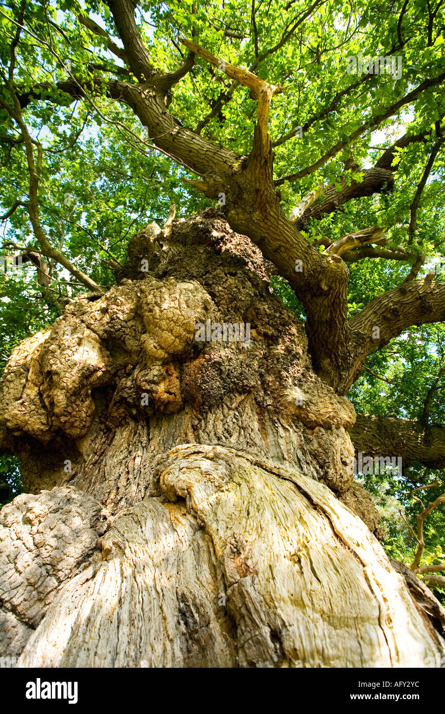 Gemeinsamen englischen Eiche Quercus Robur in Sommer Sonne Sonnenschein zeigt alten Stamm, Zweige und Blätter Shropshire England UK GB Stockfoto