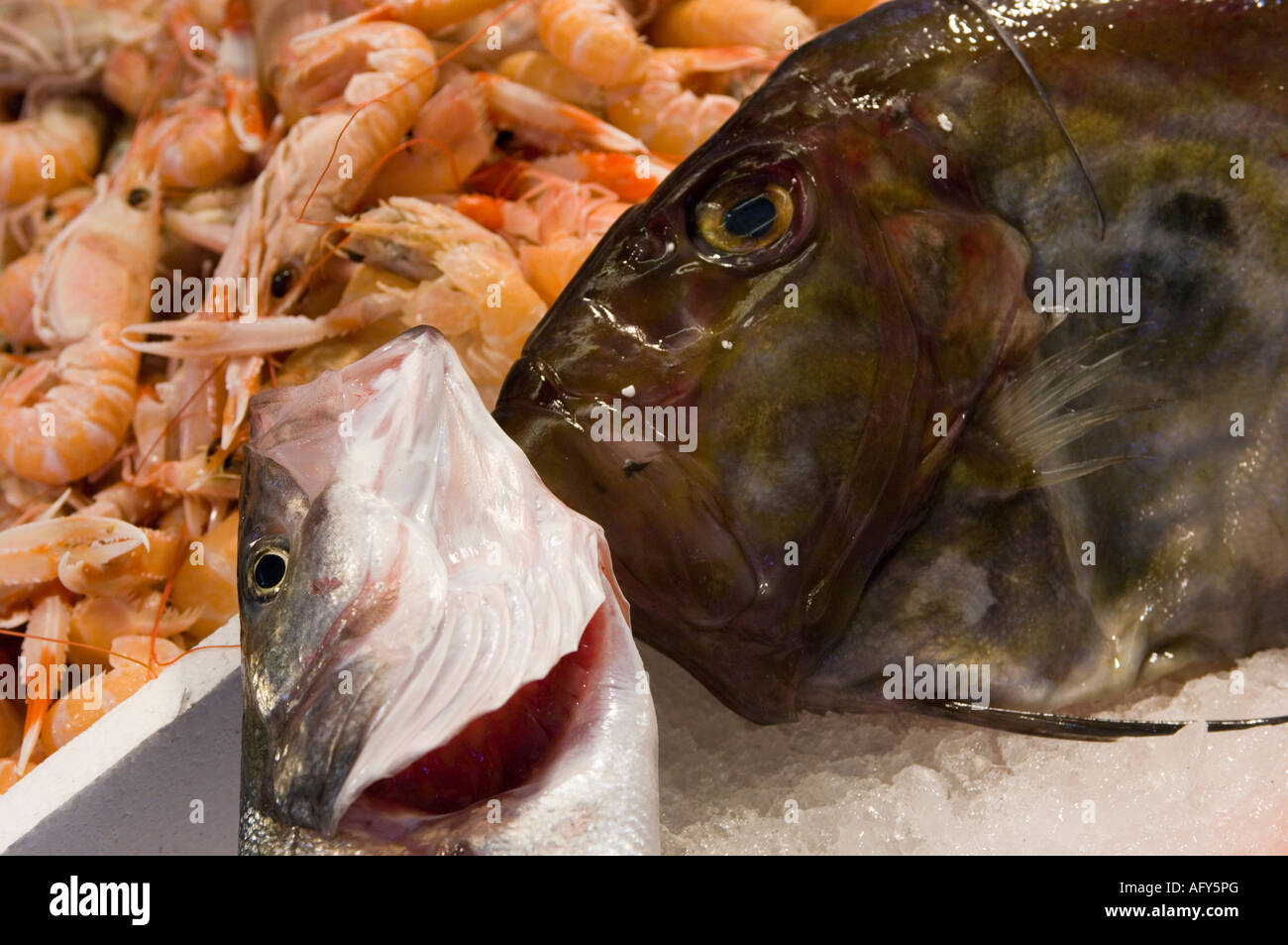 Frischer Fisch am Markt von Rialto in Venedig, Italien. Stockfoto