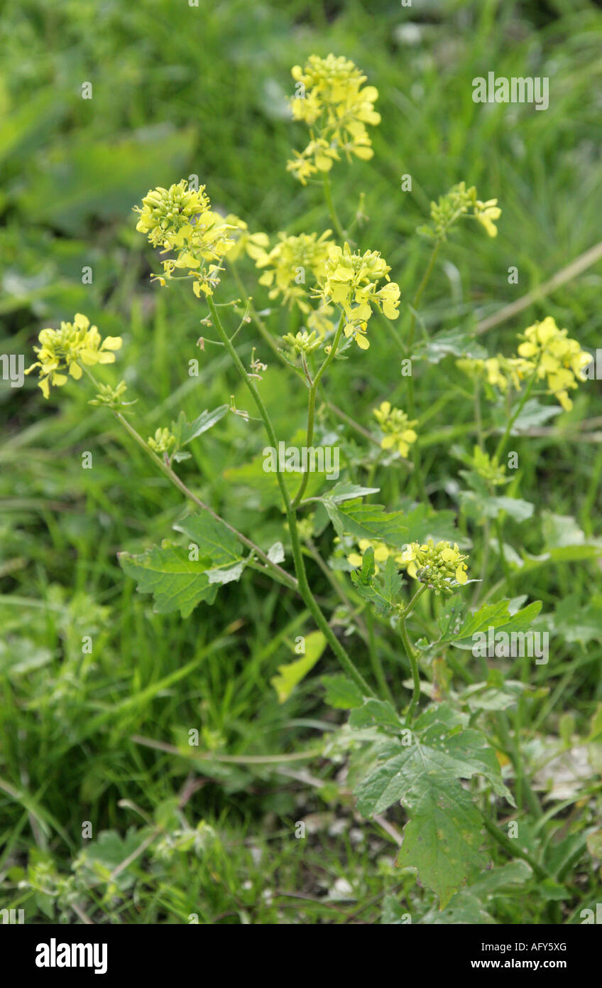 Schwarzer Senf Brassica Nigra Crucifera Brassicaceae Stockfoto