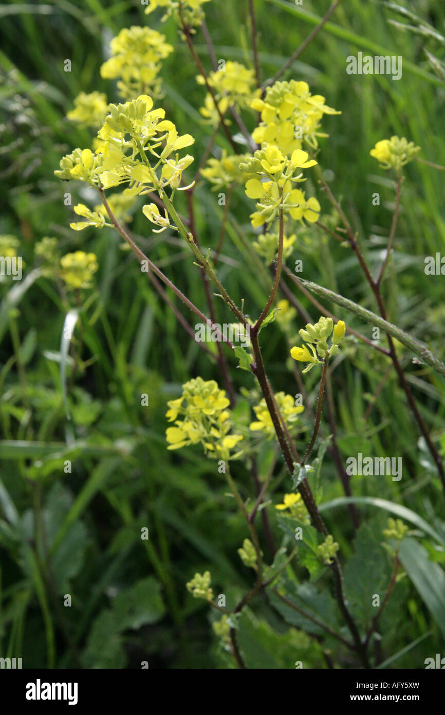 Ackersenf oder Wilder Senf Sinapis Arvensis Kreuzblütler Cruciferae Stockfoto