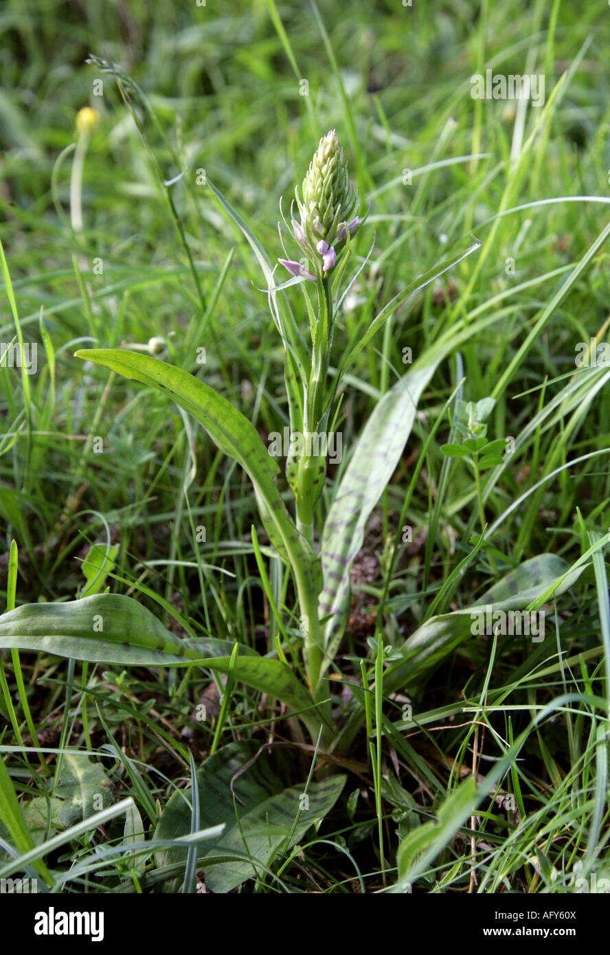 Gemeinsamen entdeckt Orchidee Dactylorhiza Fuchsii Orchidaceae Stockfoto