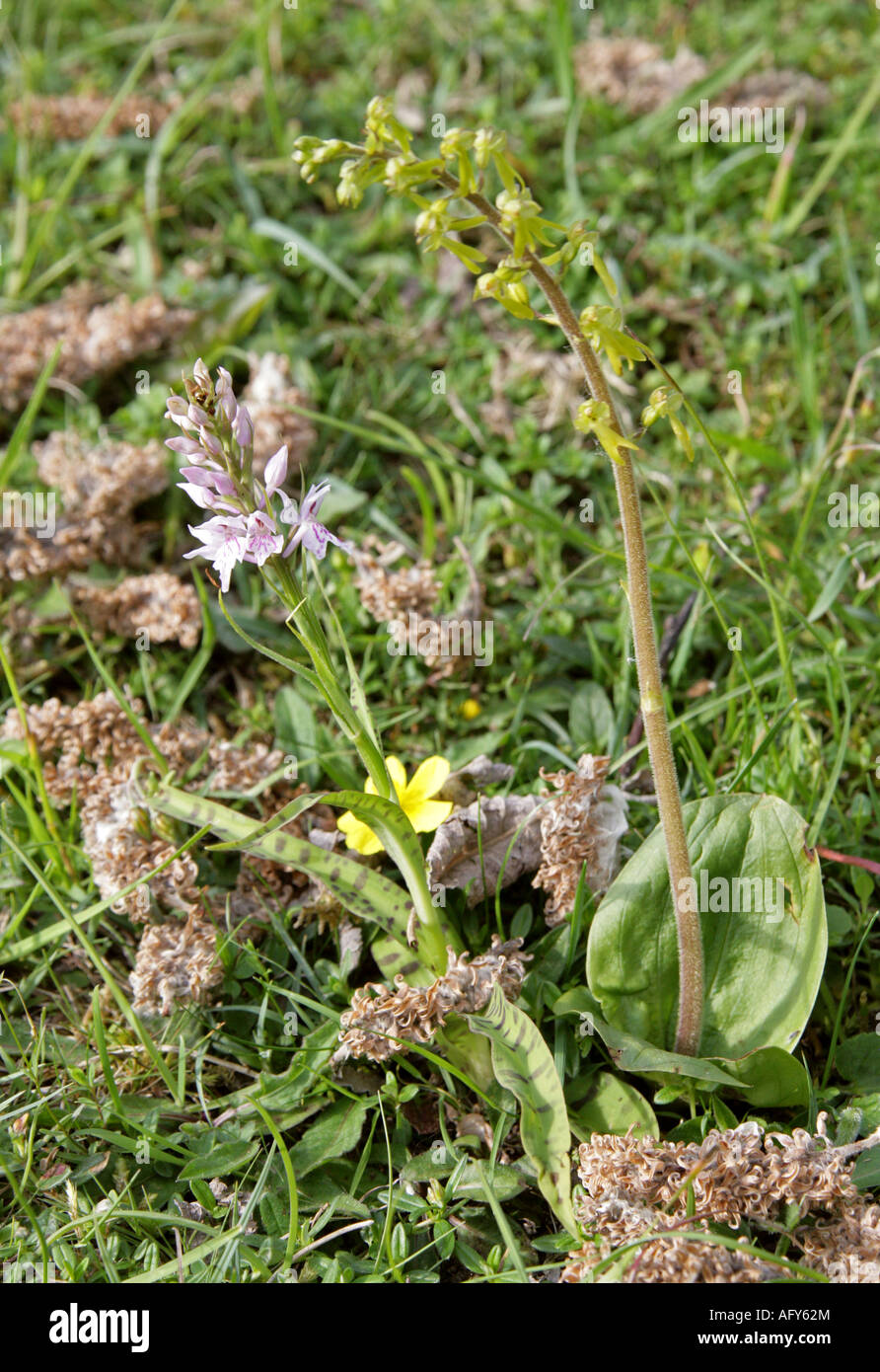 Gemeinsamen entdeckt Orchidee Dactylorhiza Fuchsii Orchidaceae und gemeinsame Nestwurzen Listera ovata Stockfoto