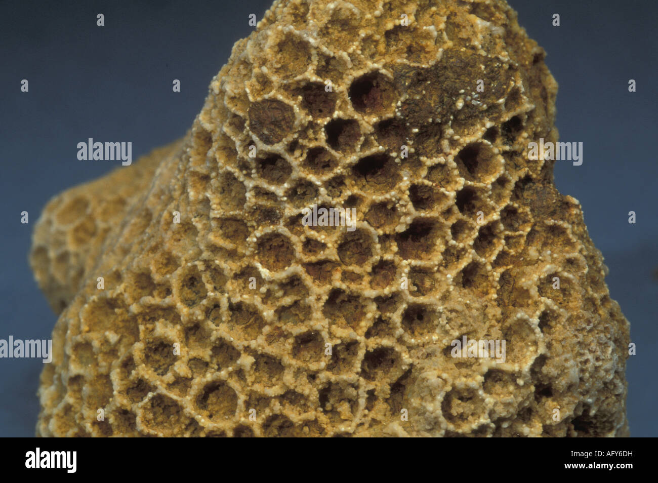 Korallen Fossil Favosites cristatus Stockfoto