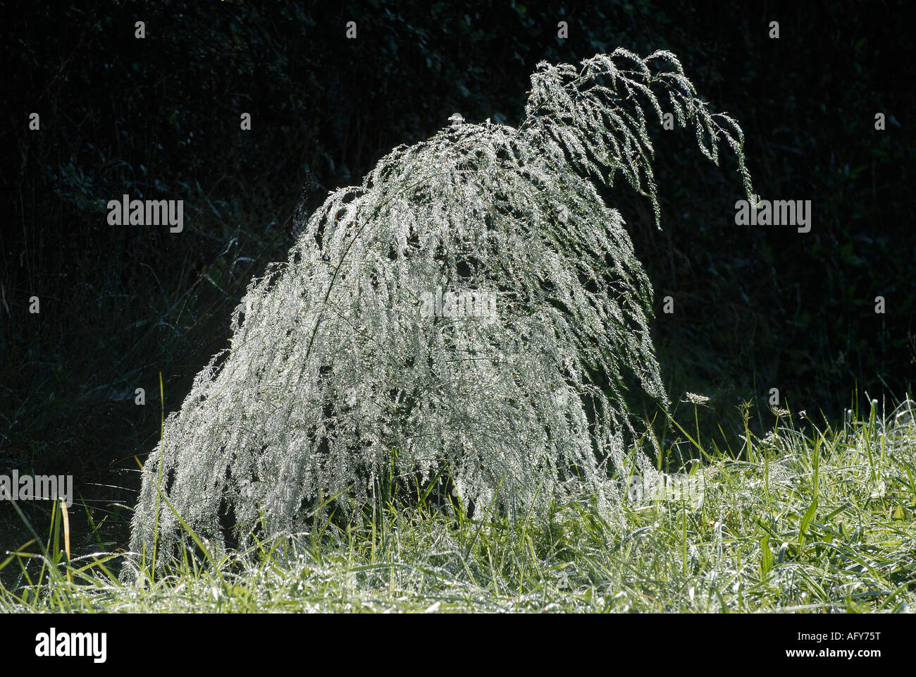 Wilder Spargel - Spargel Officinalis - bedeckt im Morgentau, La Brenne, Frankreich. Stockfoto