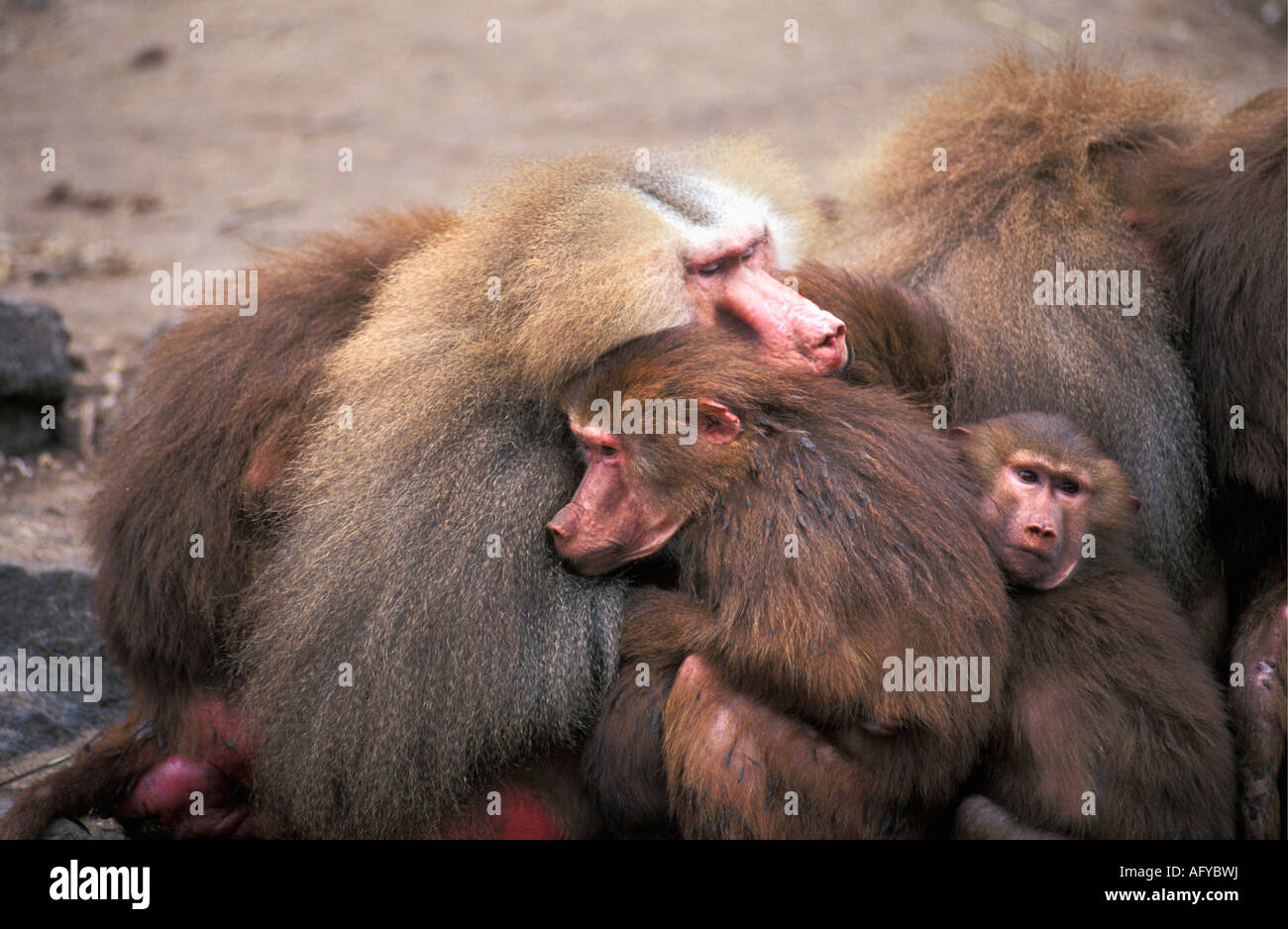 Niederländischen Emmen Hamadryas Paviane im Zoo genannt Noorder Dierenpark Stockfoto
