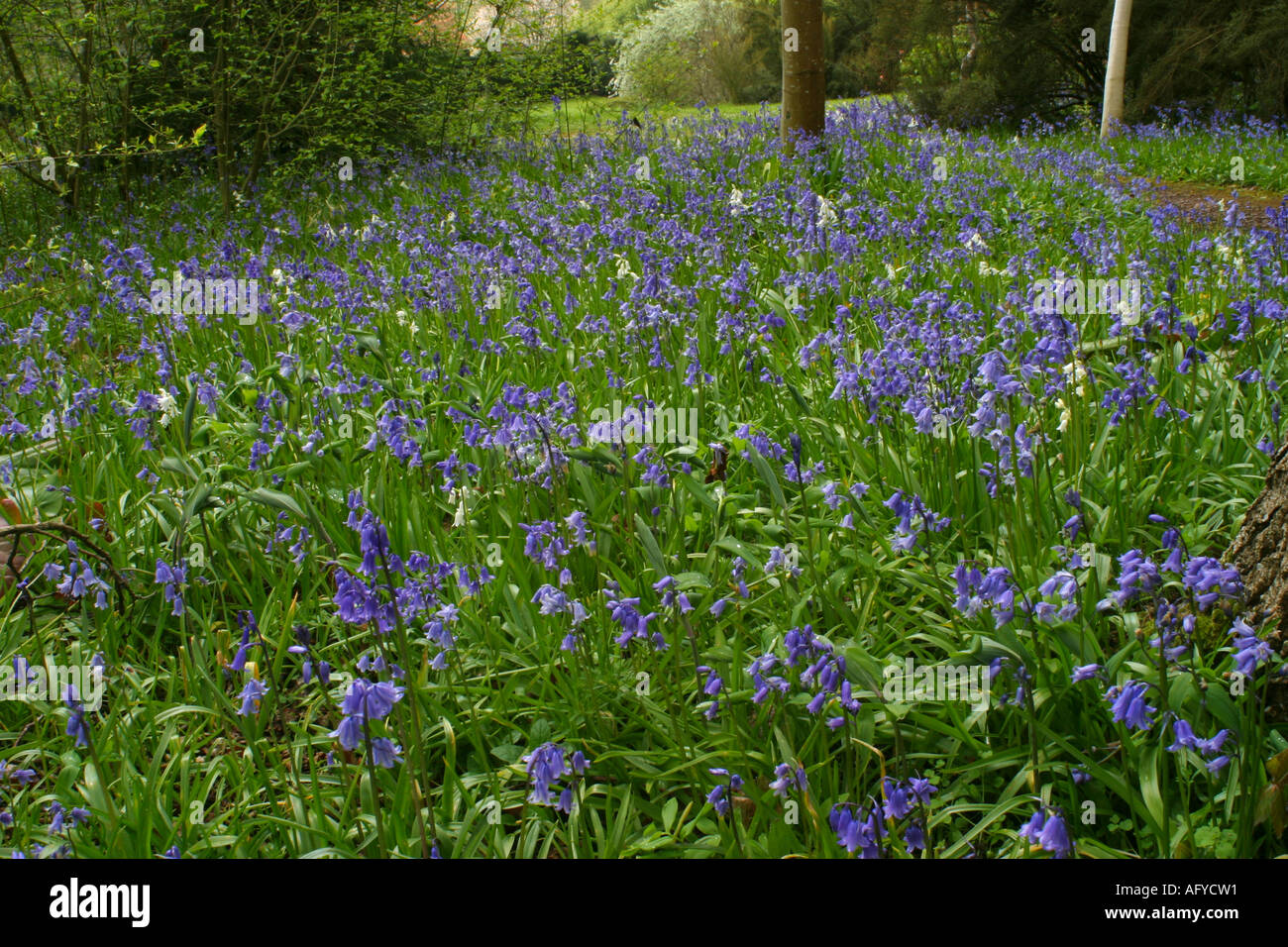 Glockenblumen Stockfoto