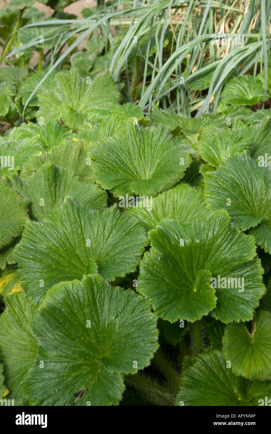 Das Megakraut, Macquarie Island Cabbage, eine antarktische Krautpflanze Stockfoto