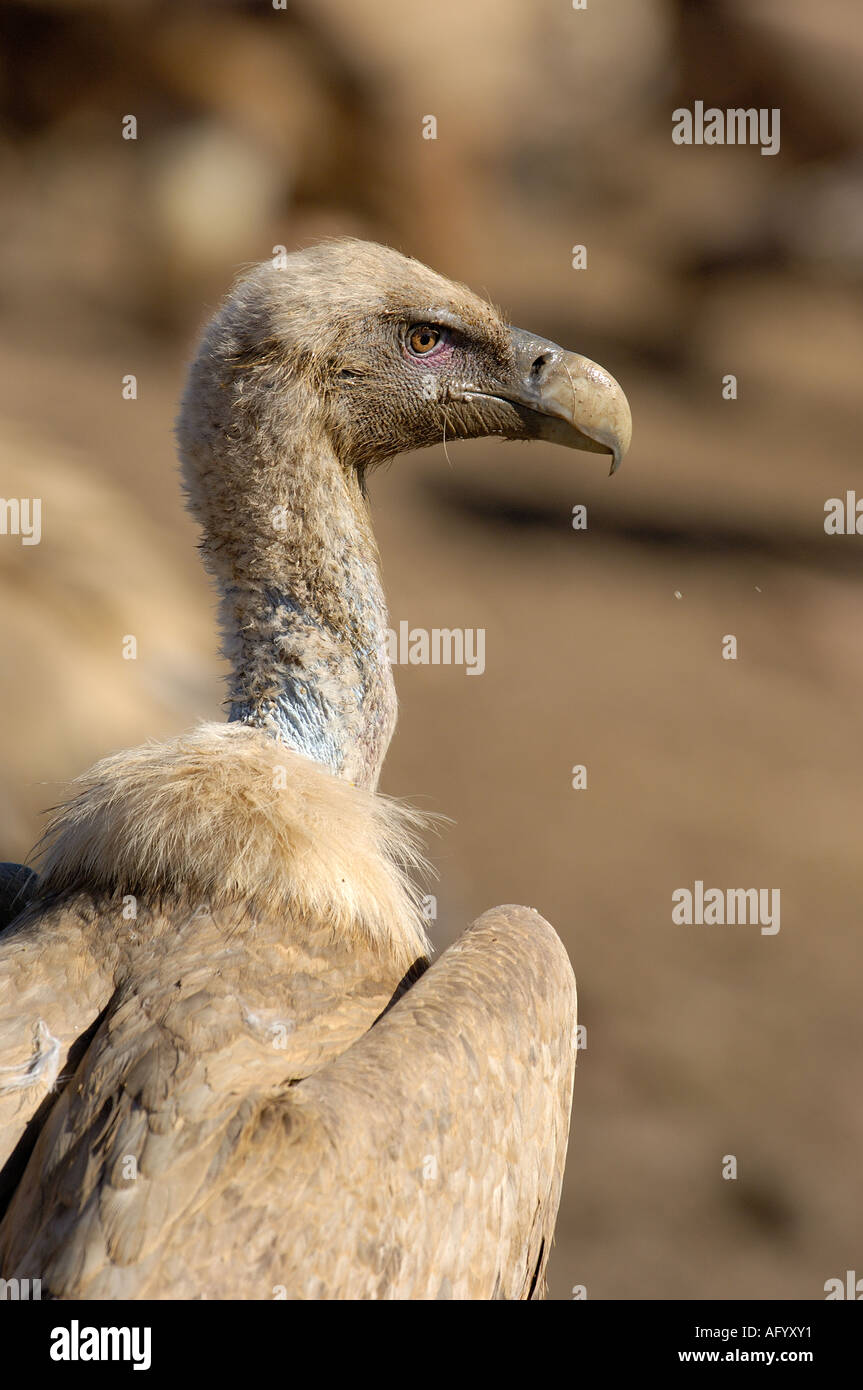 Griffon Vulture abgeschottet fulvus Stockfoto