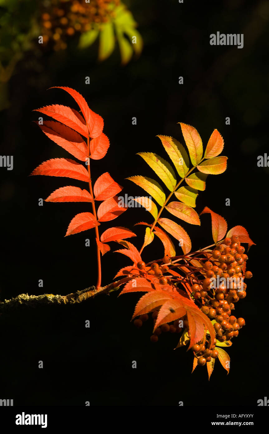 Eberesche Sorbus sp Beeren im Herbst Blätter Glasgow Schottland UK Ende August Stockfoto