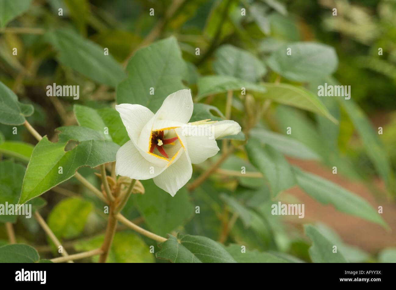 St Helena Ebenholz (Trochetiopsis Ebenus) Blume mit sekundären Pollenpräsentation, endemisch auf St. Helena, vom Aussterben bedroht Stockfoto