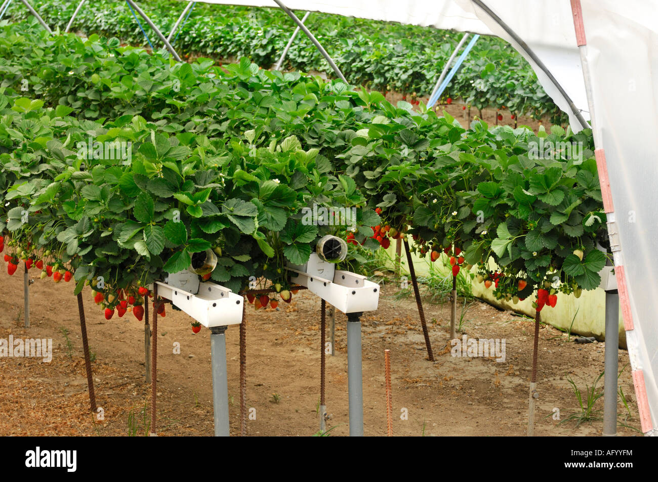 BioErdbeeren in einem Gewächshaus Stockfotografie Alamy