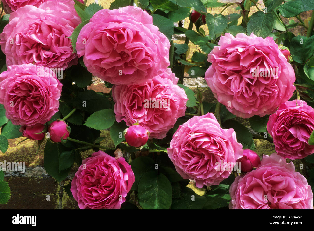 Rosa "Madame Lauriol de Barny" Bourbon-Rose Stockfoto