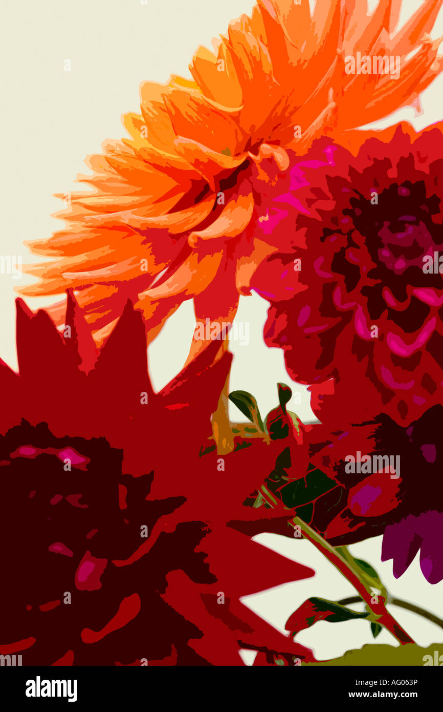 Illustration der bunten Dahlien Creme im Hintergrund Stockfoto