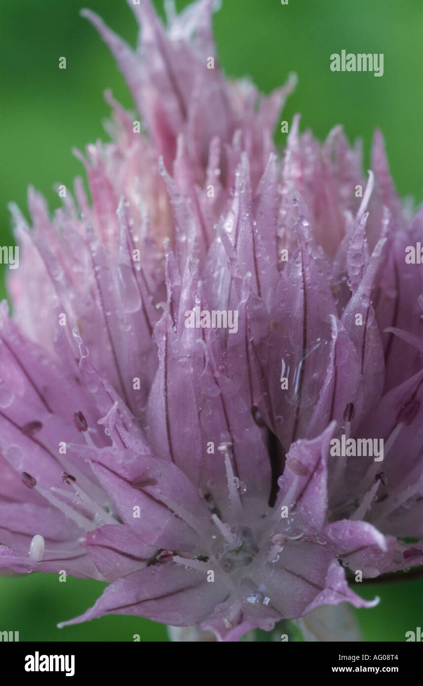 Allium Ledebourianum. (Riesigen sibirischen Schnittlauch) Stockfoto