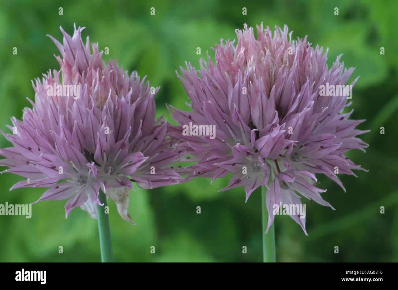 Allium Ledebourianum. (Riesigen sibirischen Schnittlauch) Stockfoto