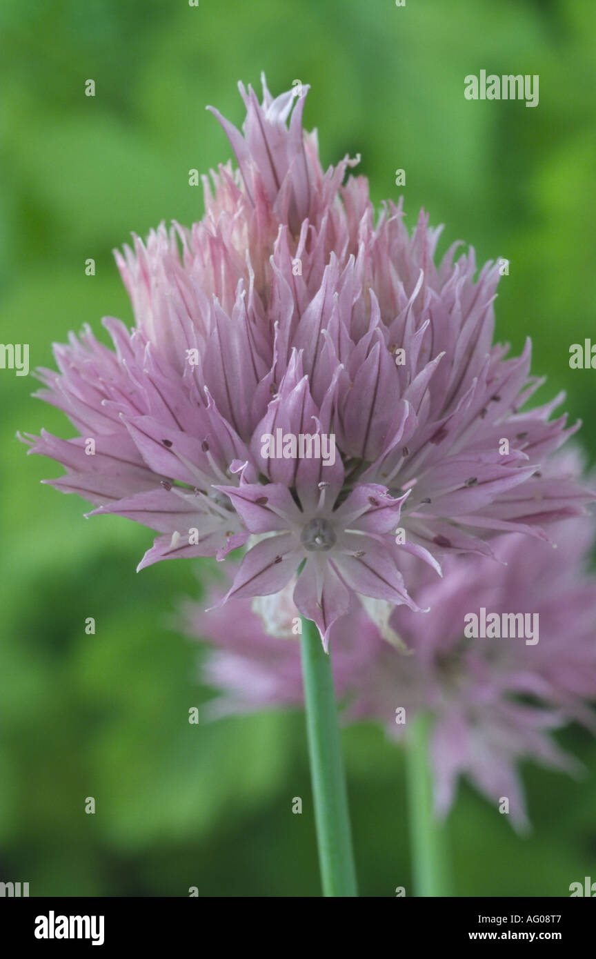 Allium Ledebourianum. (Riesigen sibirischen Schnittlauch) Stockfoto