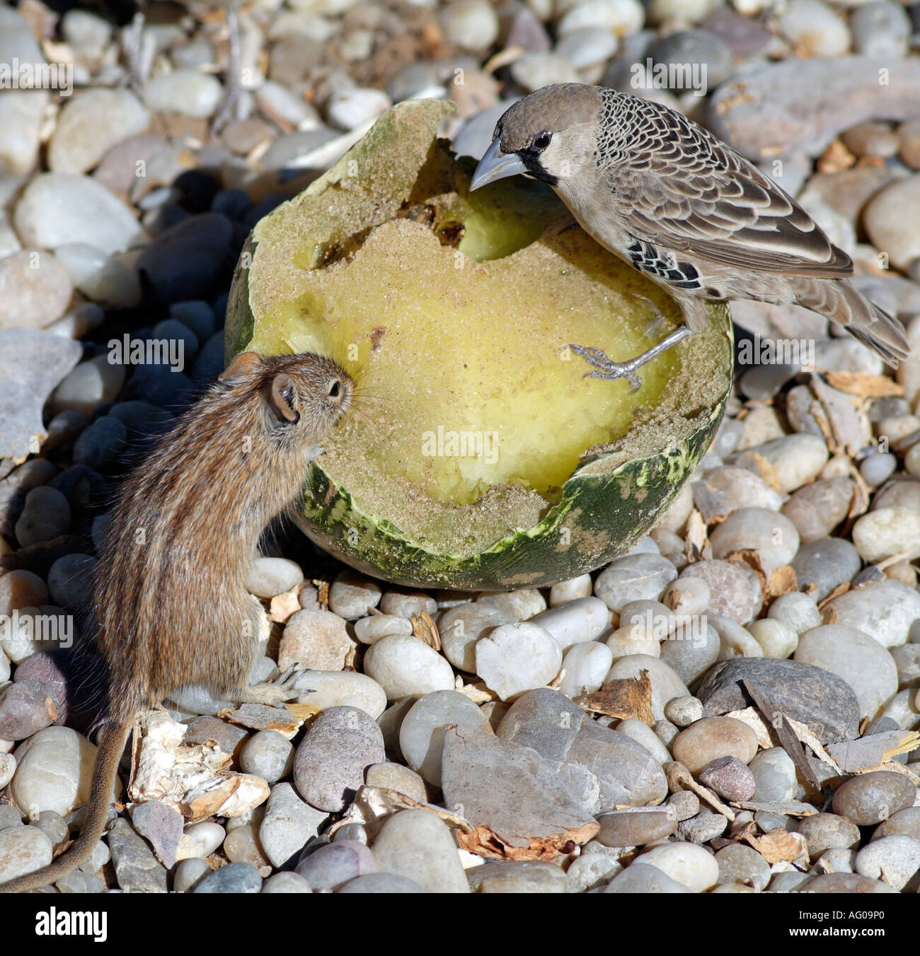 Gesellig Weber. Philetairus Socius und eine gestreifte Maus Rhabdomys Pumilio. ernähren Sie sich von Wassermelone Kalahari Südafrika RSA Stockfoto