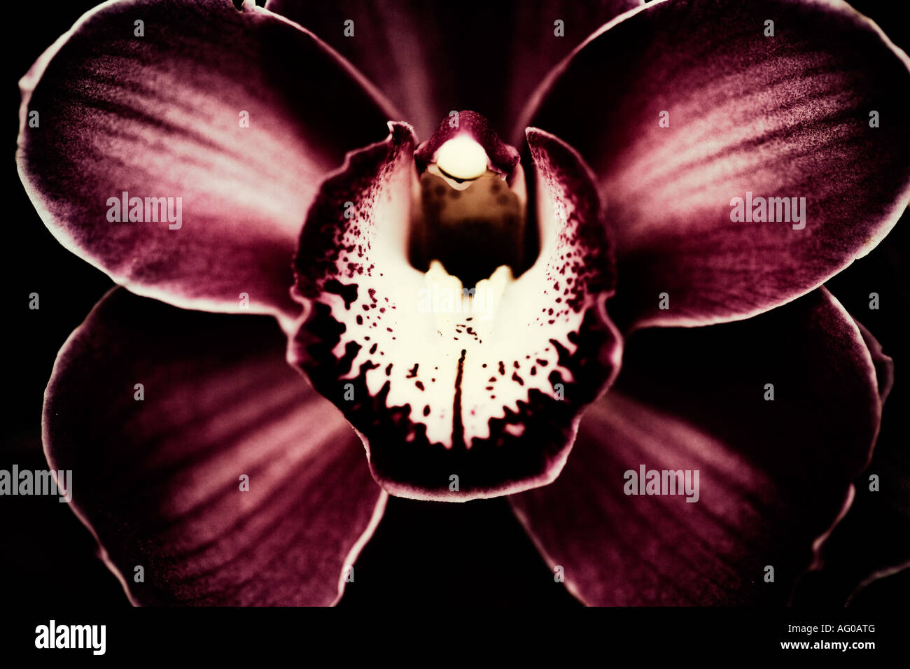 Dunkle Orchidee blüht im Detail vor einem weißen Hintergrund Stockfoto