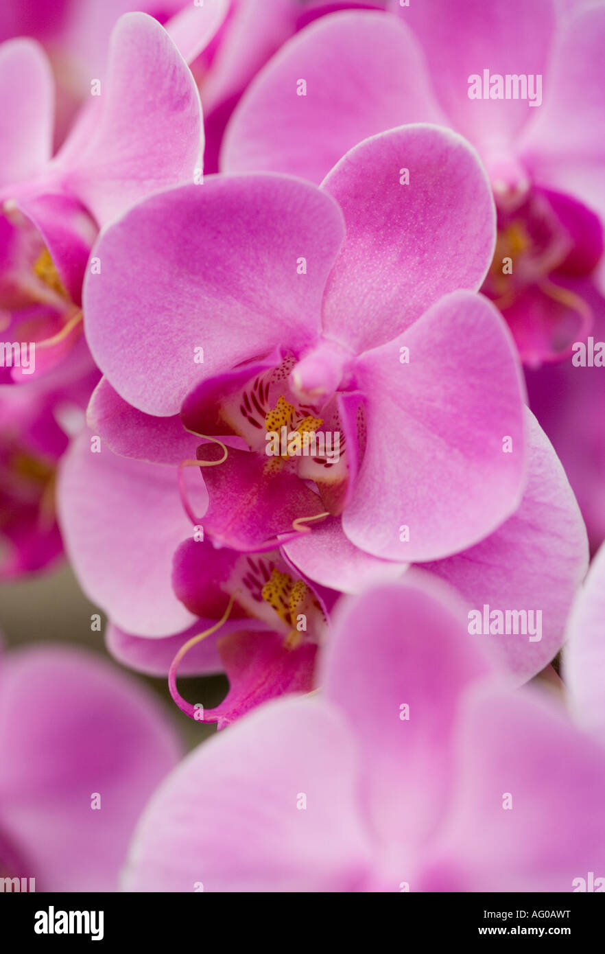 Rosa Orchideen Blüten im detail Stockfoto