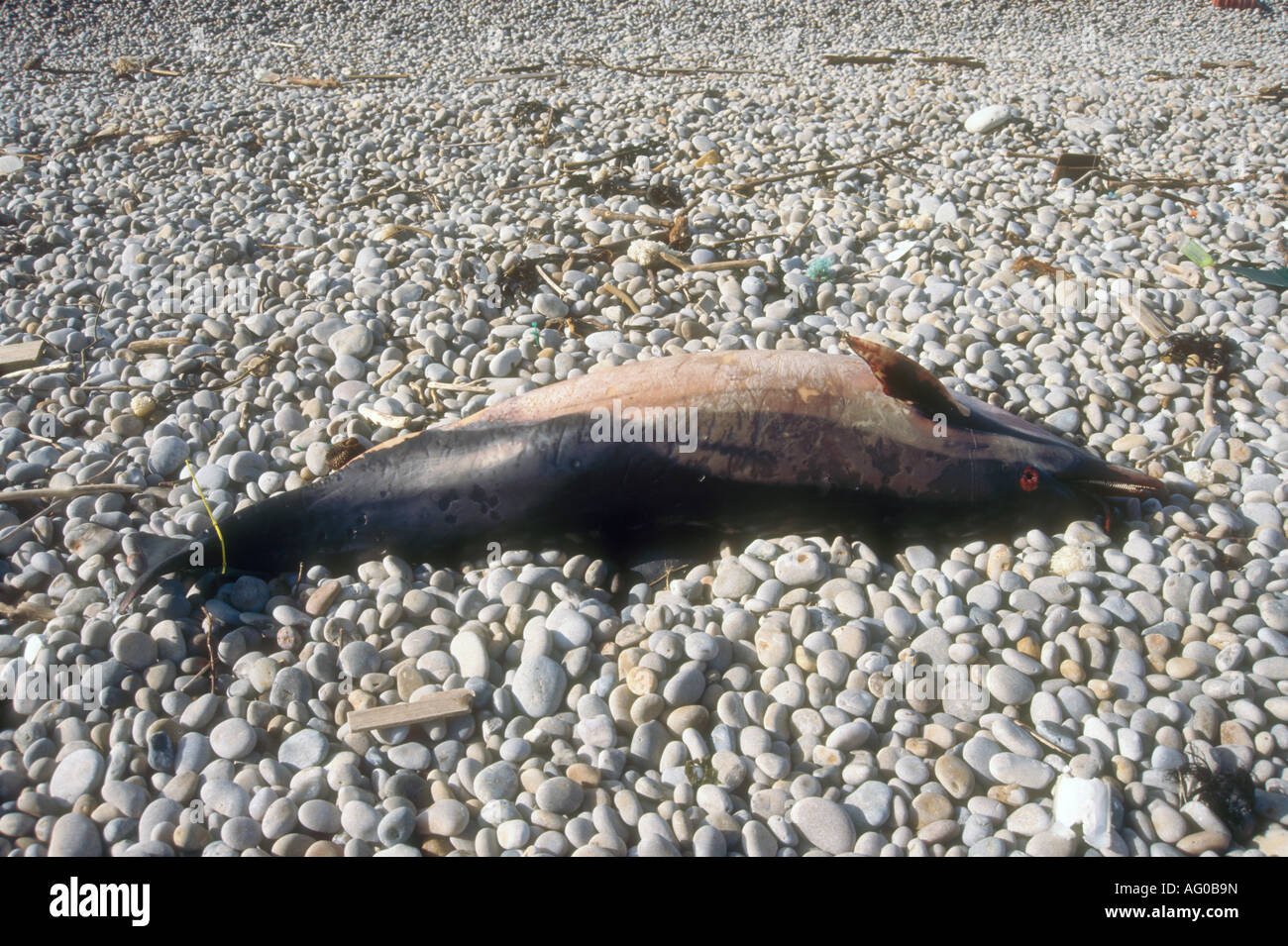 Eine abgemagerte Gemeiner Delfin bei Chesil Beach Portland Dorset England UK Stockfoto