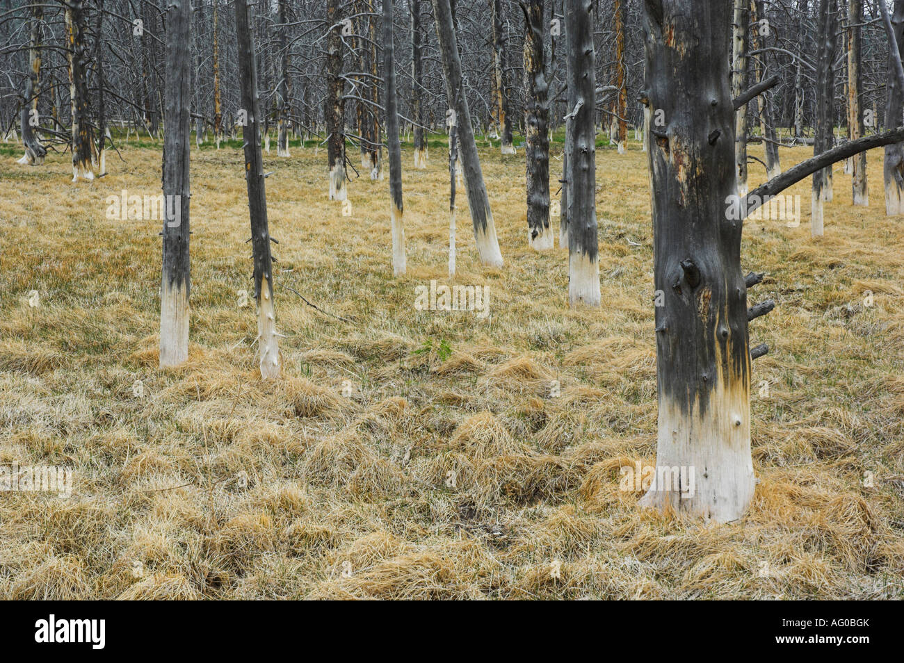 tote Bäume in heißem Wasser Frühling Bereich mittleren Geysir-Becken Yellowstone National park Wyoming Usa Vereinigte Staaten von Amerika Stockfoto