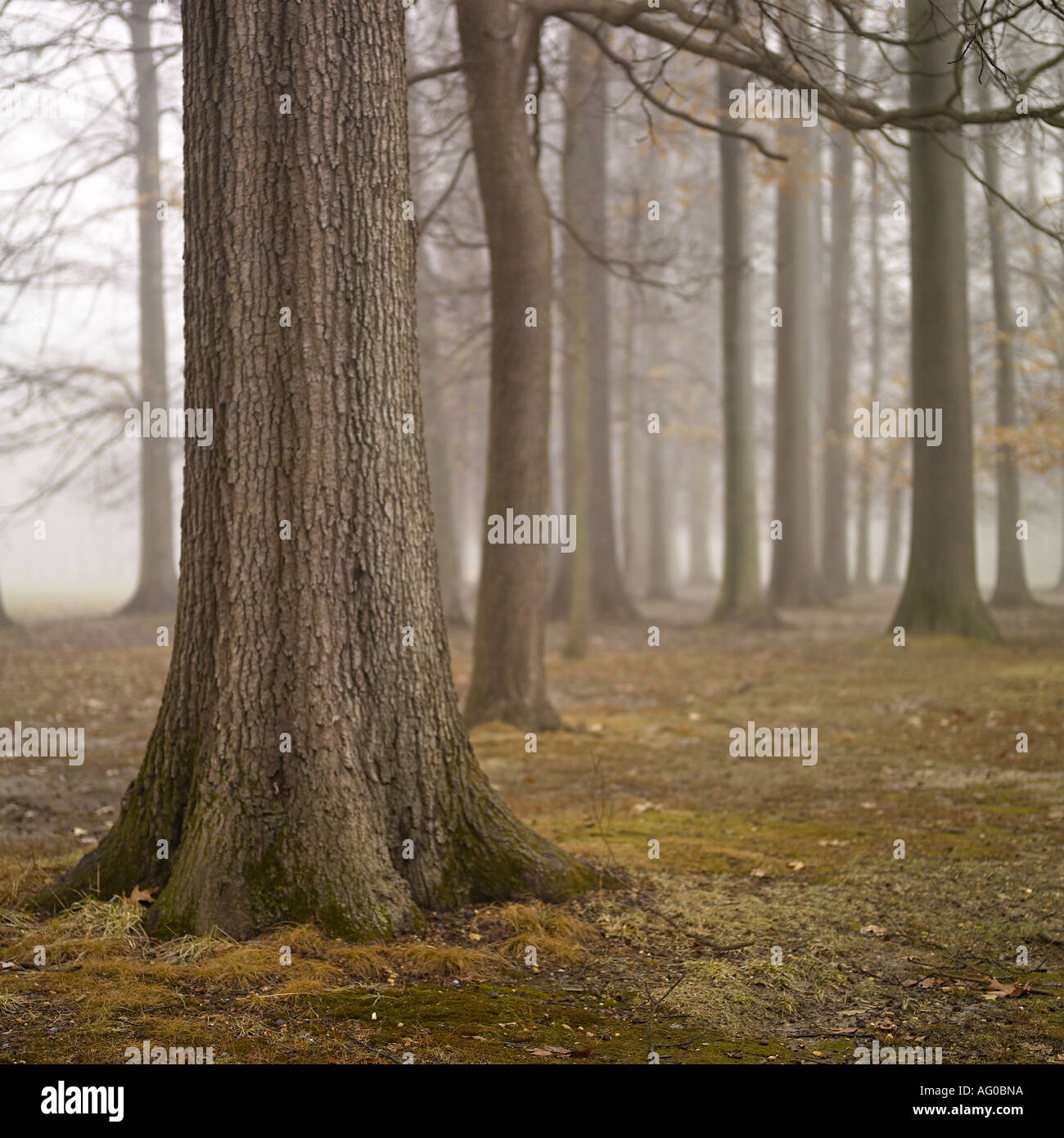 Wald im Nebel Stockfoto