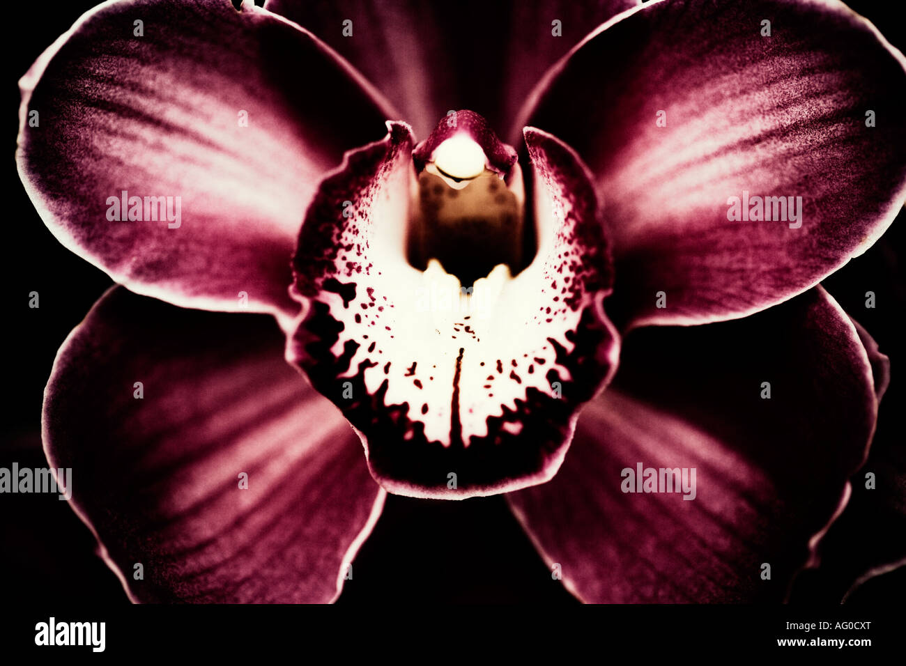 Still Life Pflanze Porträt einer Orchidee Blume in Nahaufnahme detail Stockfoto