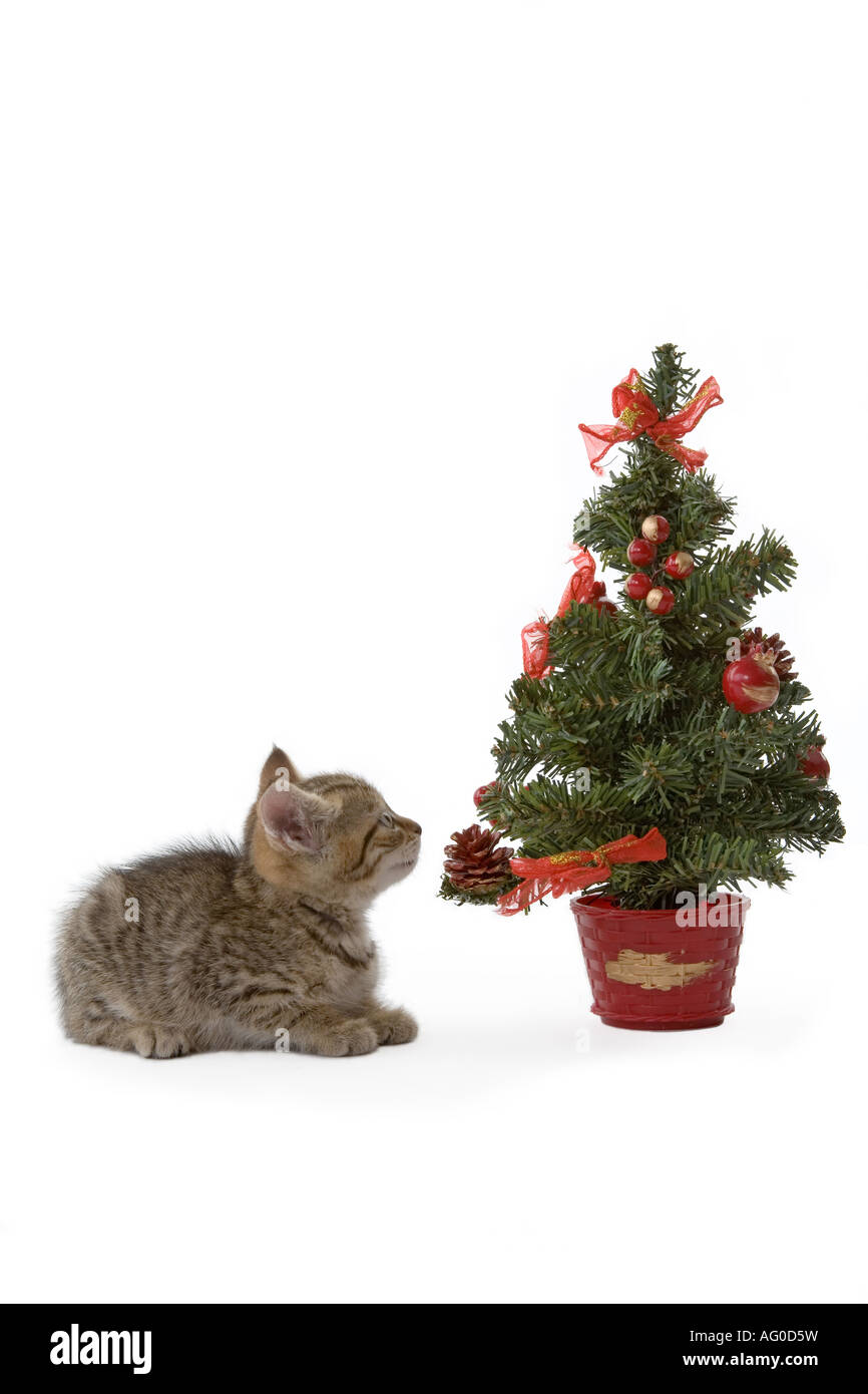 Gestreiftes Kätzchen und ein geschmückter Weihnachtsbaum Stockfoto