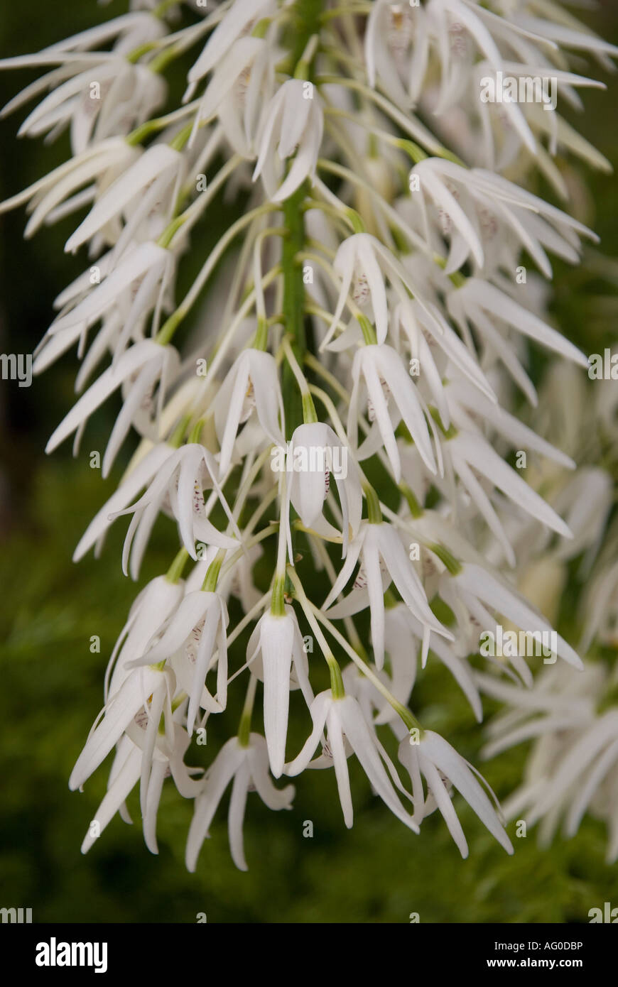 Orchid Dendrobium speciosum fotogrphed in Taman Orchid in Kuala Lumpur, Malaysia Stockfoto