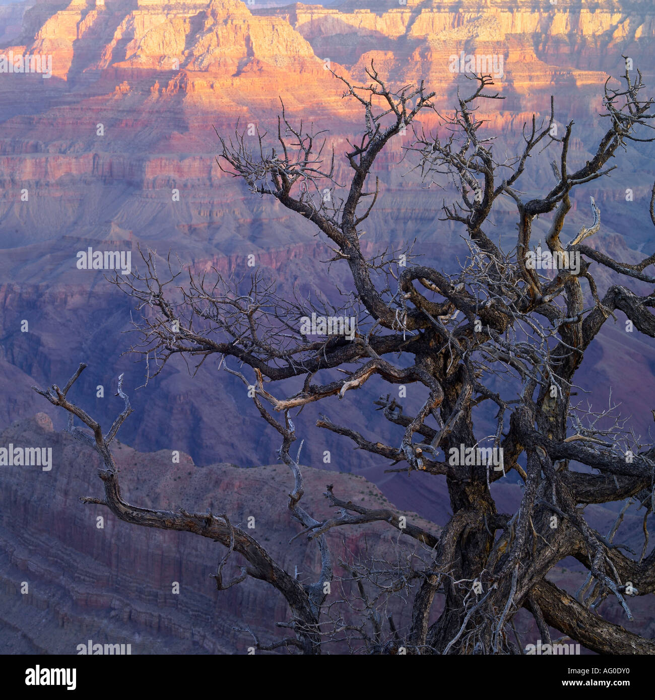 Toter Baum am Hang des Grand Canyon Stockfoto