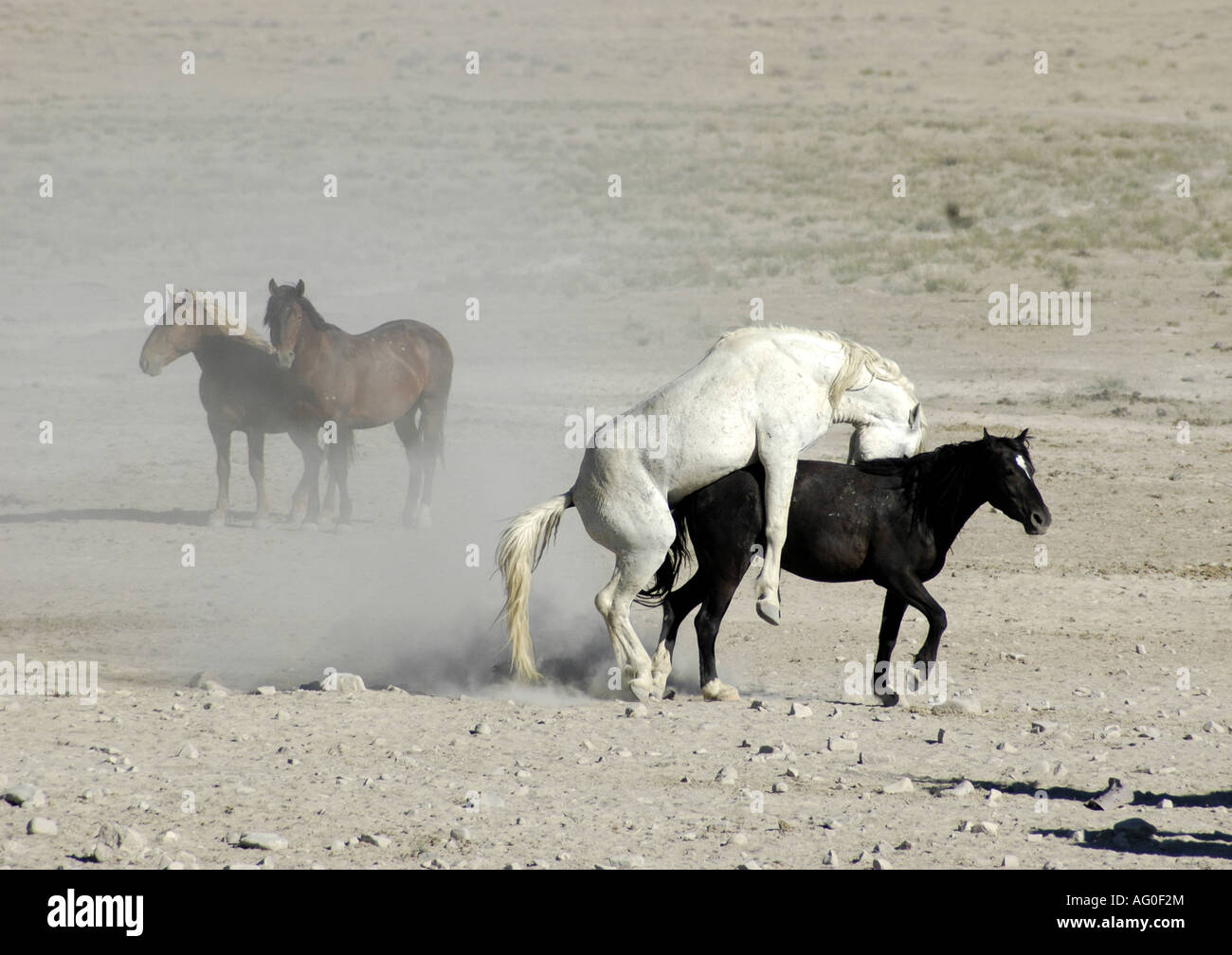 Wildpferde westlichen Wüste Stockfoto