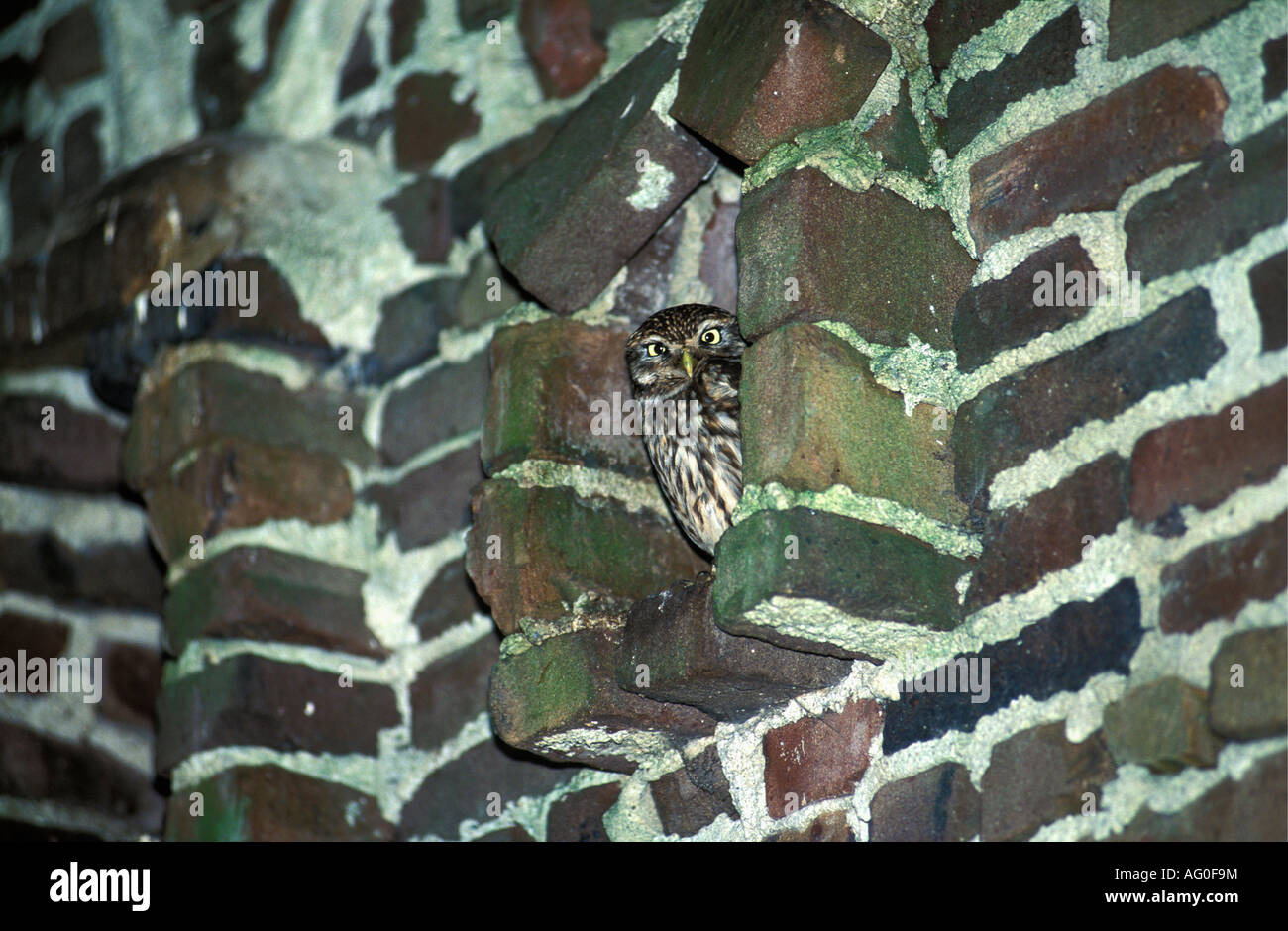 Niederländischen Emmen kleine Eule im Zoo genannt Noorder Dierenpark Stockfoto