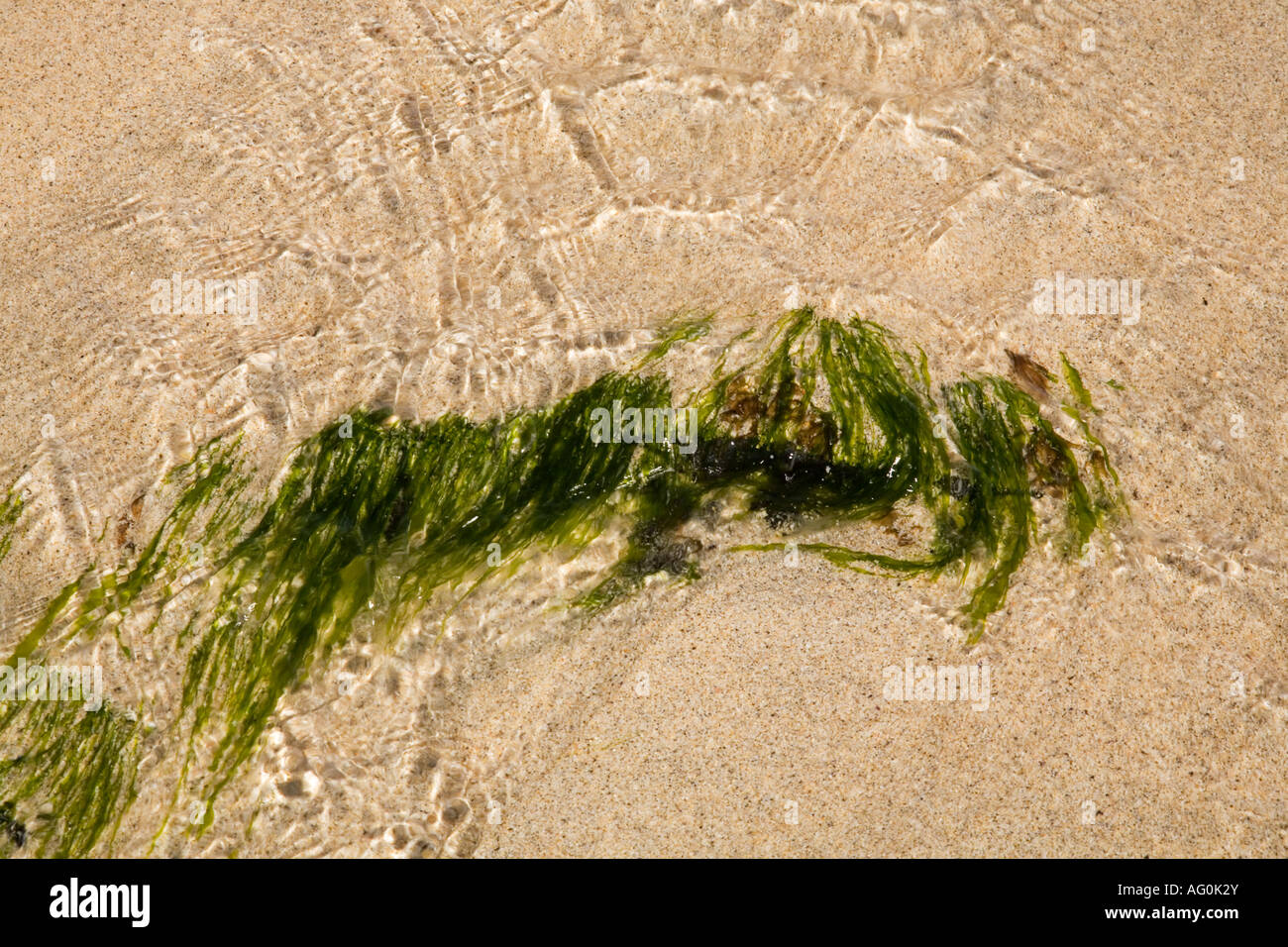 Draufsicht der Algen wachsen am Strand Stockfoto