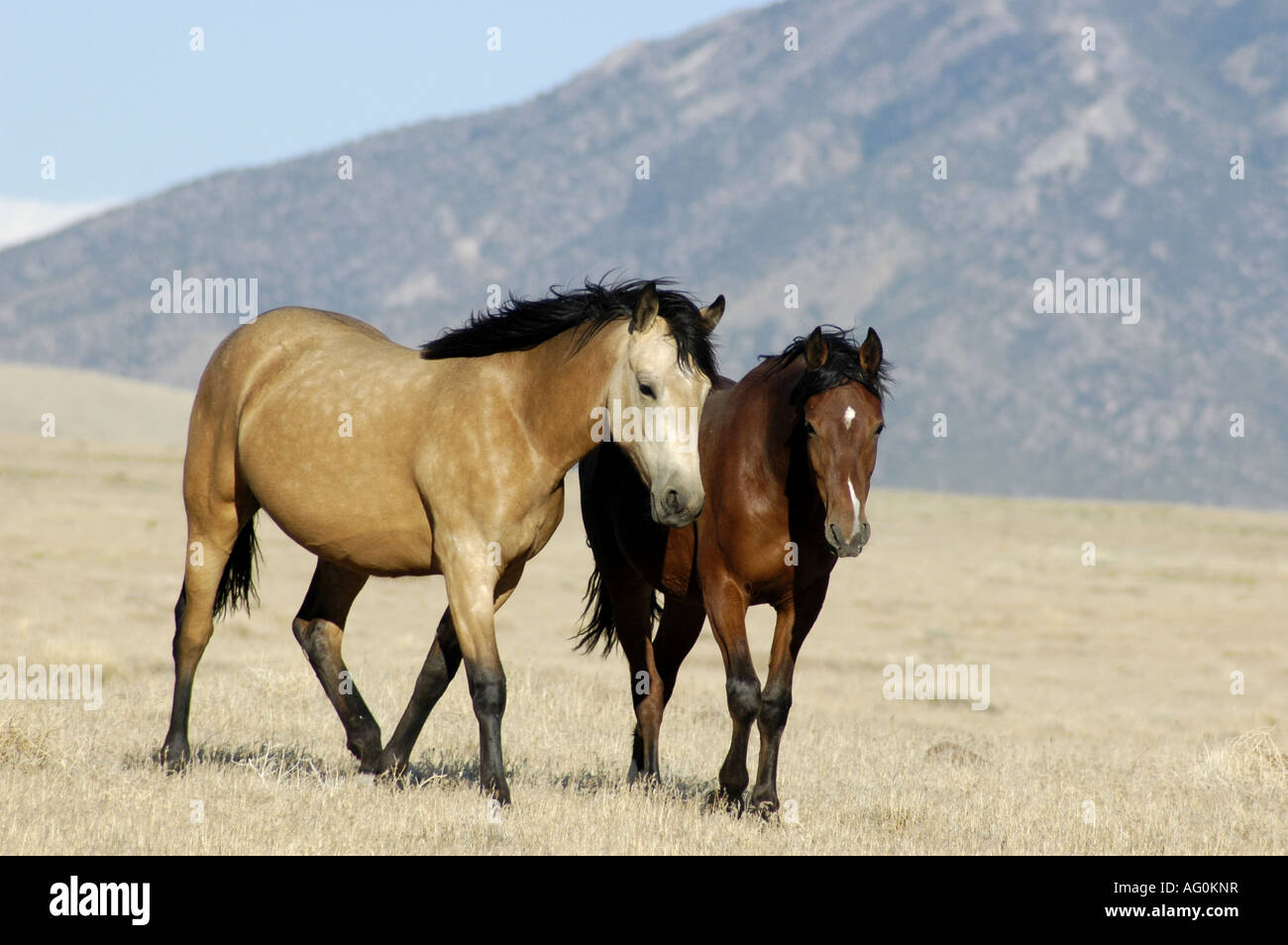 Wildpferde westlichen Wüste Stockfoto