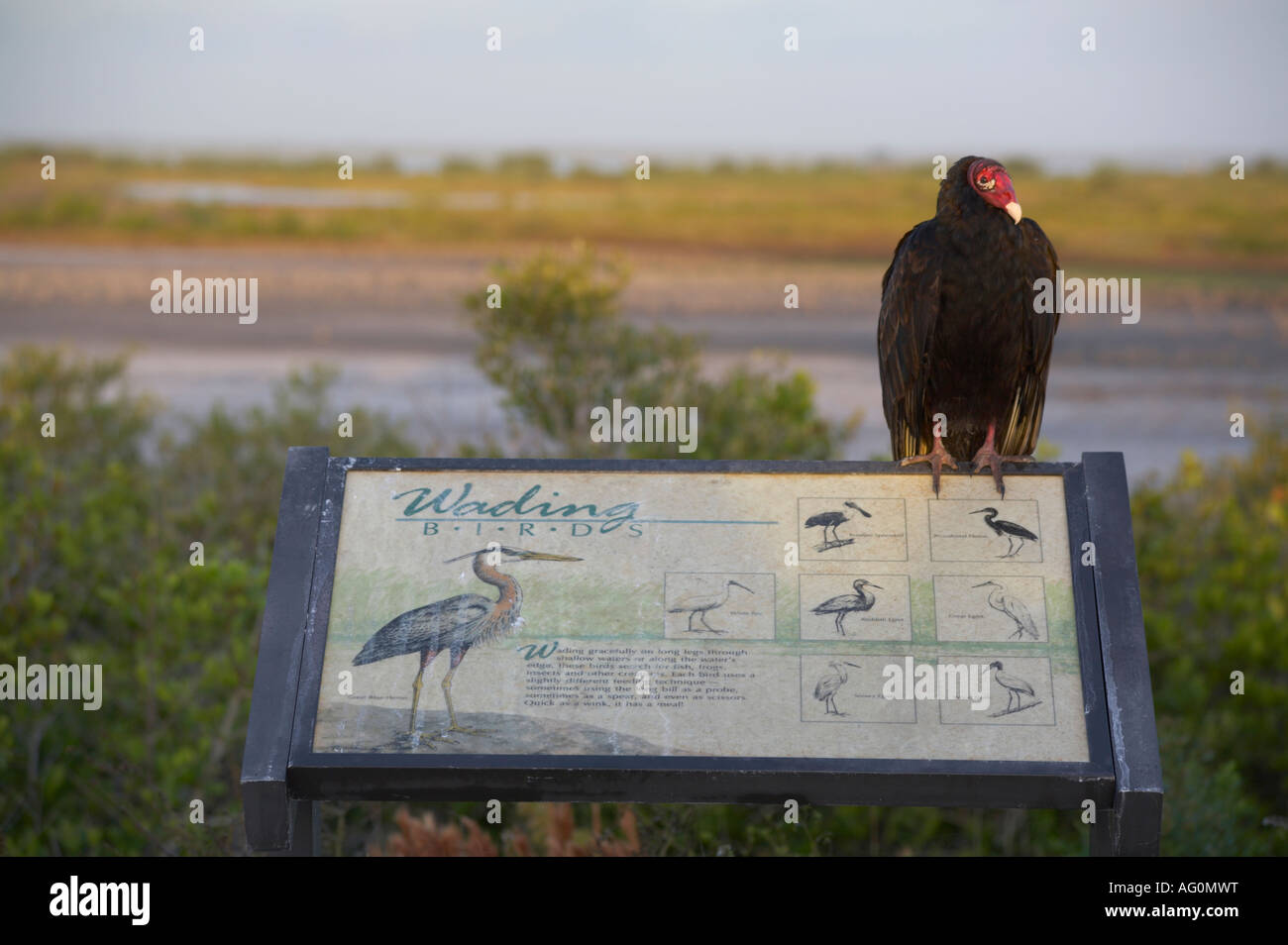 Türkei-Geier Cathartes Aura entlang des schwarzen Punkt Wildlife Drive in Merritt Island National Wildlife Refuge Florida Stockfoto