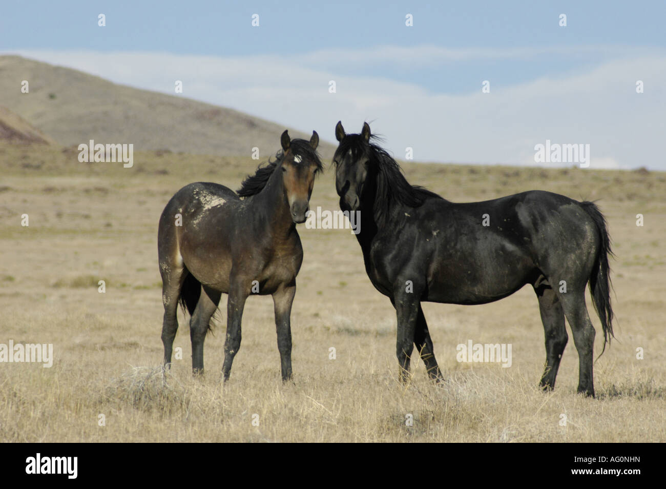 wilde Pferde West-Utah Stockfoto