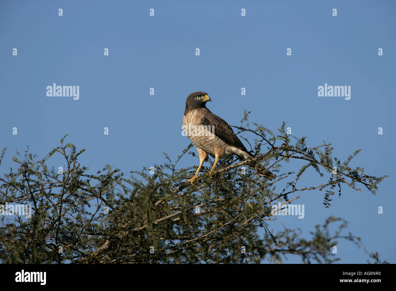 STRAßENRAND HAWK Buteo Magnirostris Brasilien Stockfoto