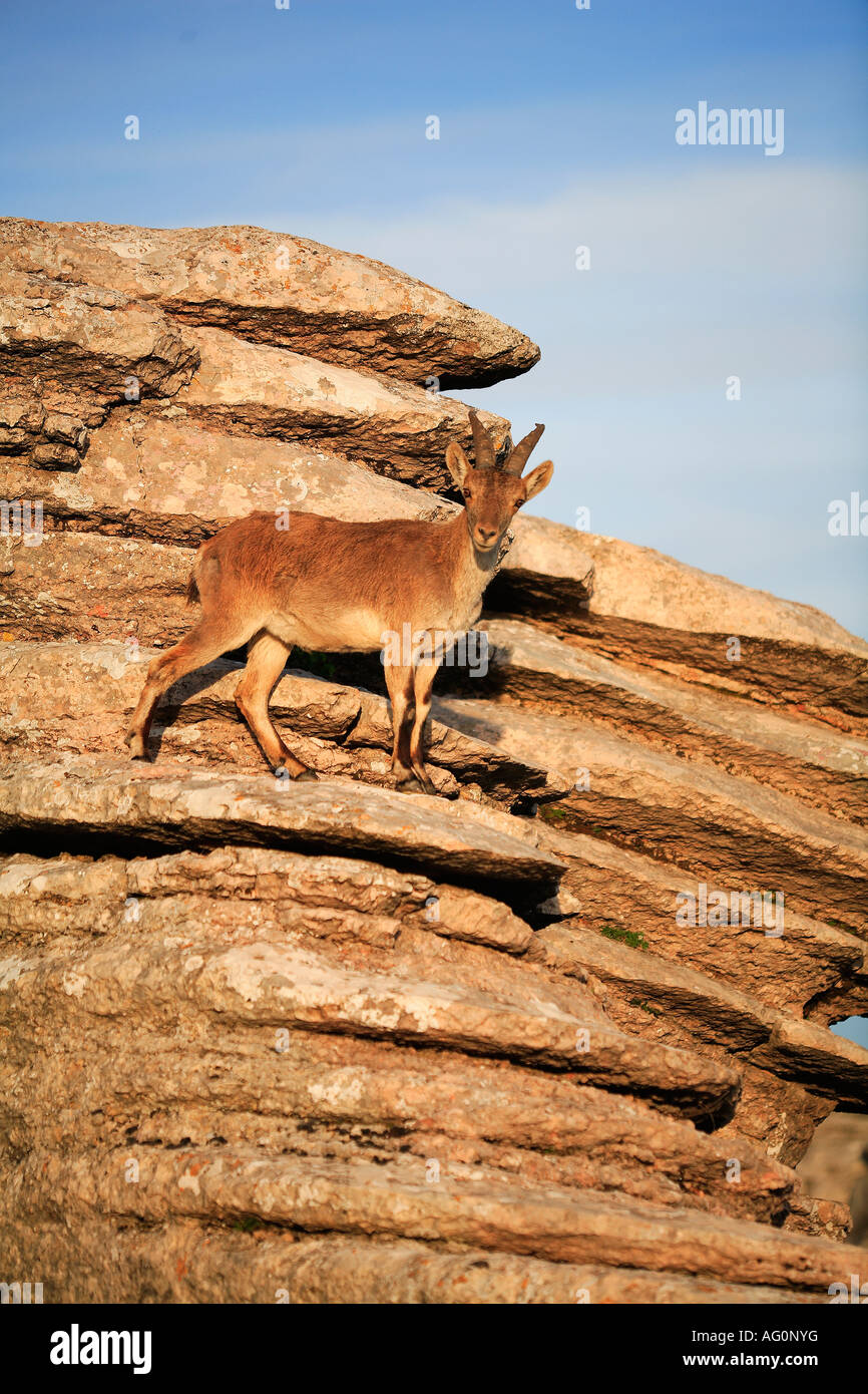 Spanische Steinbock Capra Pyrenaica Porträt auf Felsen Torcal de Antequera Calizas Malaga Spanien Stockfoto