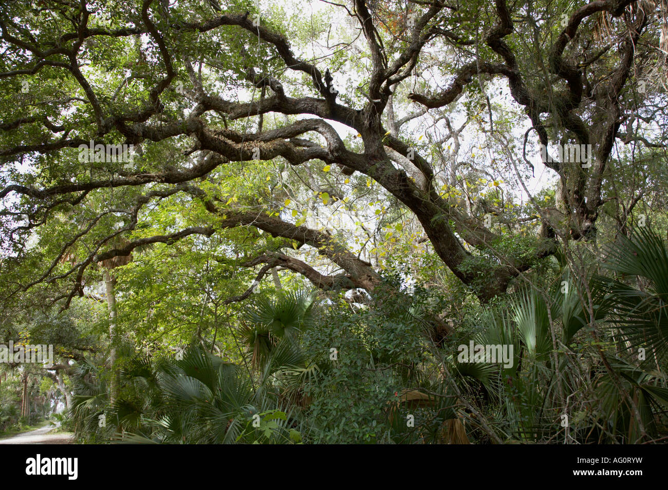 Live Oak Bäume entlang der Straße, die alte historische Gemeinde Eldora in Canaveral National Seashore in Florida Stockfoto
