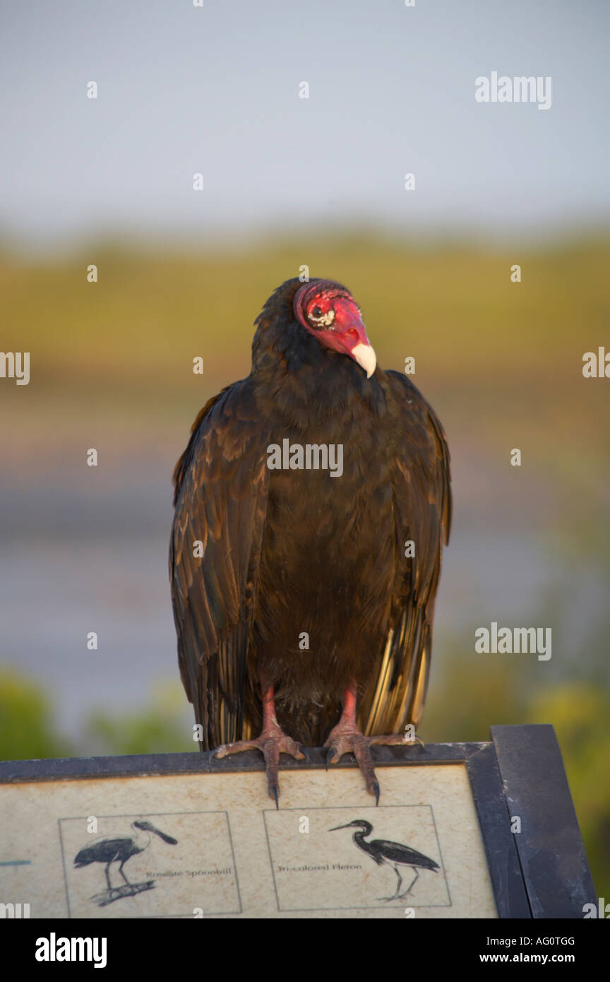 Türkei-Geier Cathartes Aura entlang des schwarzen Punkt Wildlife Drive in Merritt Island National Wildlife Refuge Florida Stockfoto