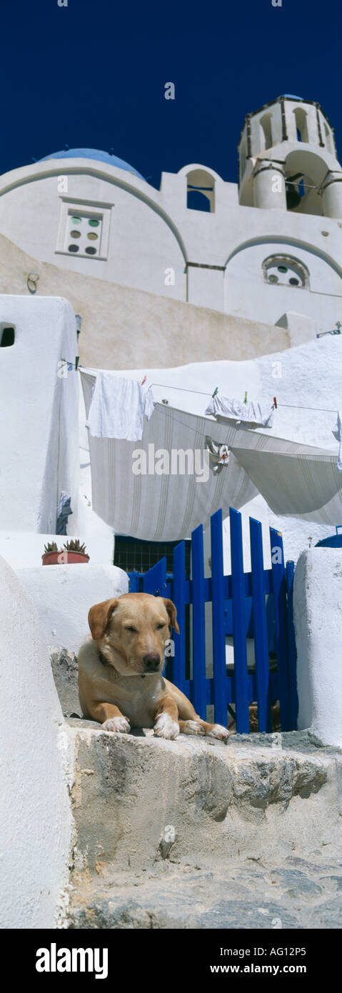 Oia Santorini Thira blau gewölbte Kirche und Hund-Kykladen-Griechenland Stockfoto