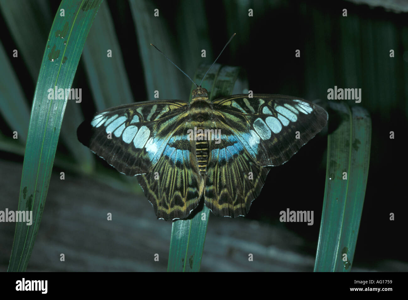Parthenos Sylvia Clipper Schmetterling Stockfoto