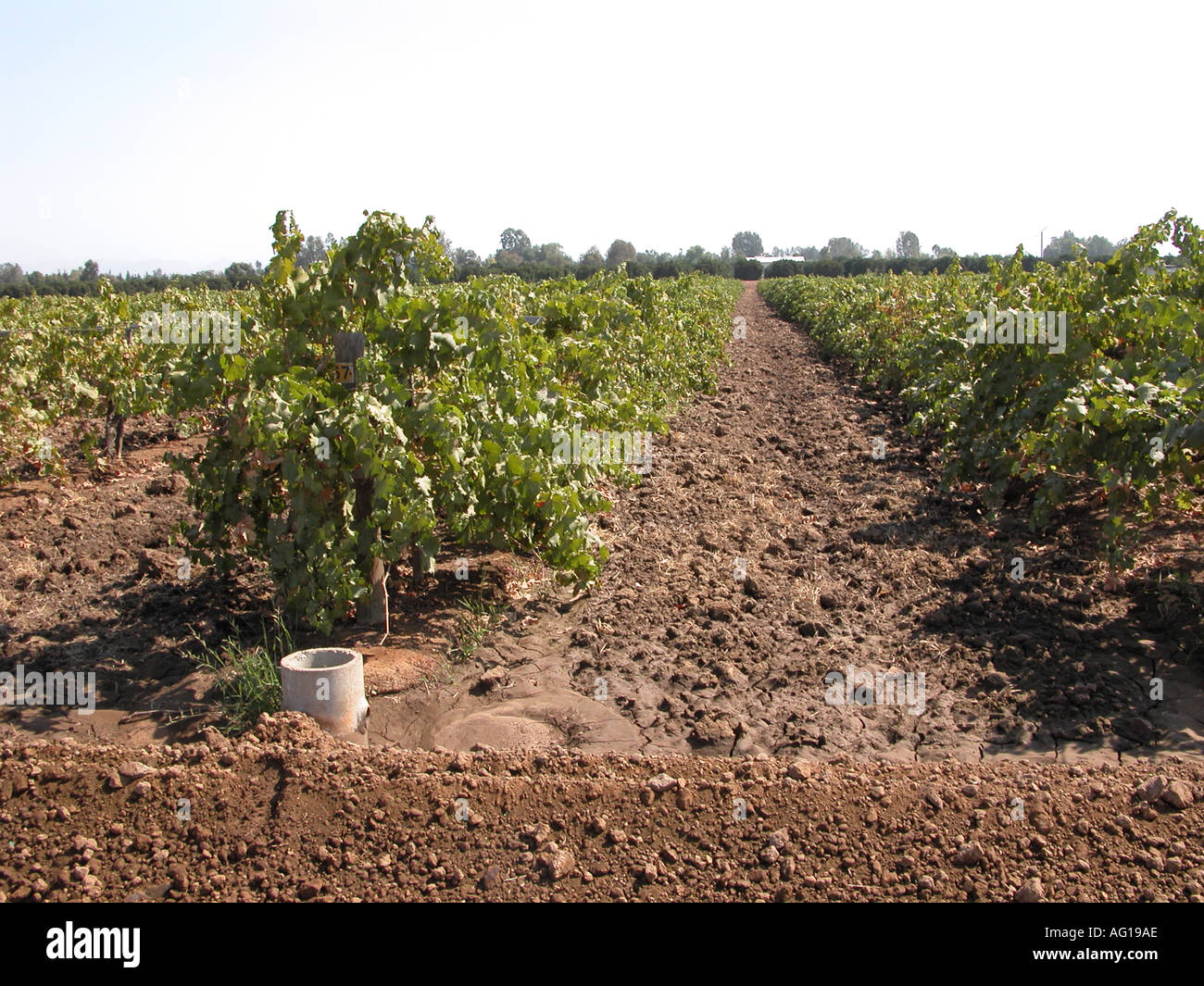 Kommerzielle Weinberg in Zentral-Kalifornien Stockfoto