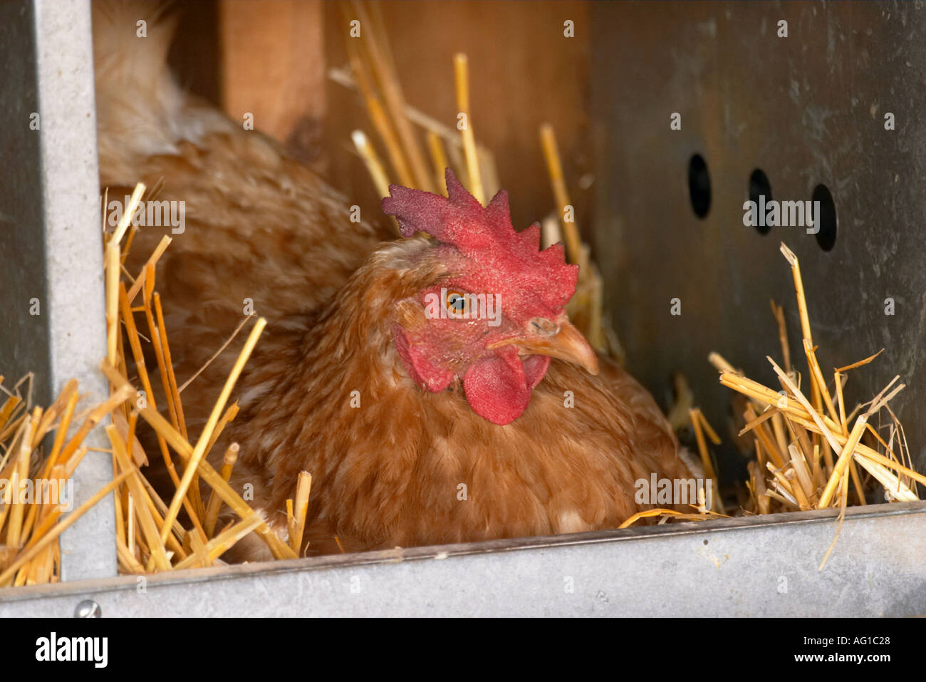 Vieh Grayslake Illinois freie Auswahl Huhn am Bio-Bauernhof Henne im Nistkasten New Hampshire rot Stockfoto