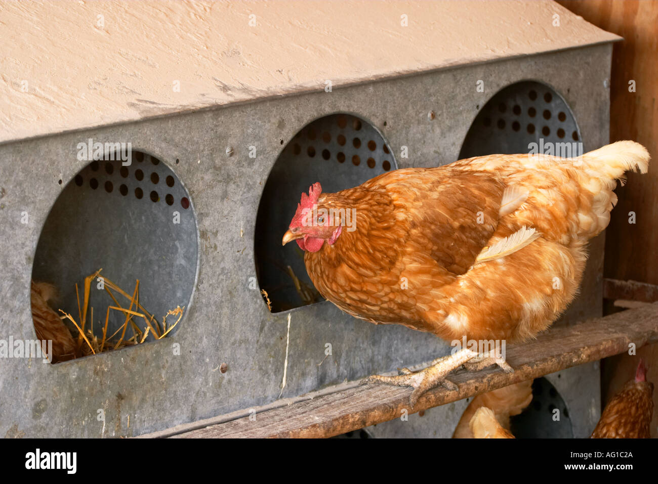 Vieh Grayslake Illinois kostenlose Angebot Hühner am Bio-Bauernhof Henne auf Barsch von Nistkasten New Hampshire rot Stockfoto
