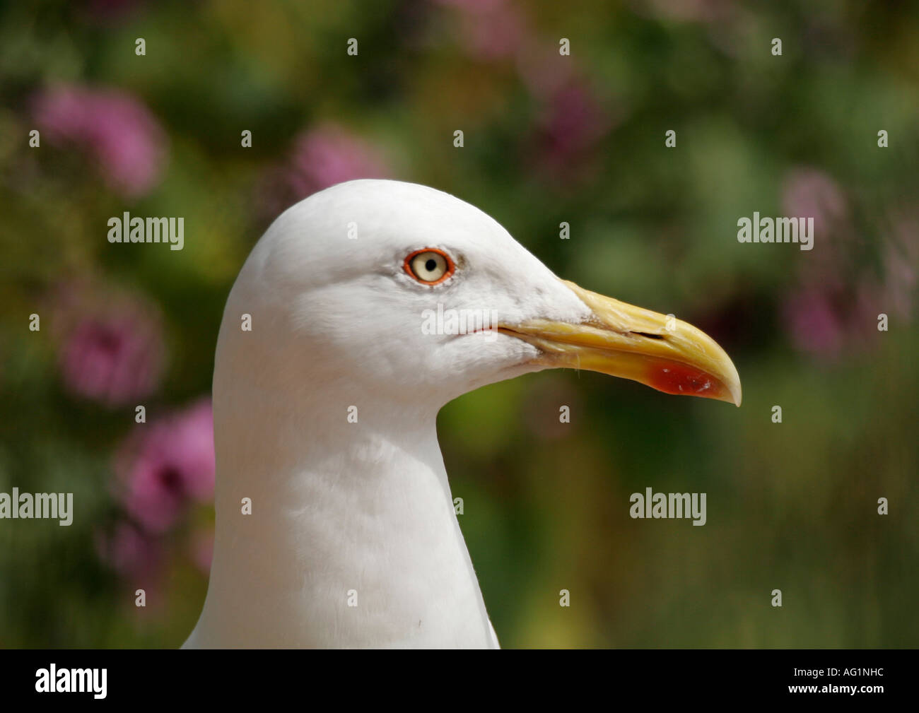 Weniger schwarz Backed Gull (Larus Fuscus) Porträt, Steepholm, Kanal von Bristol, UK Stockfoto