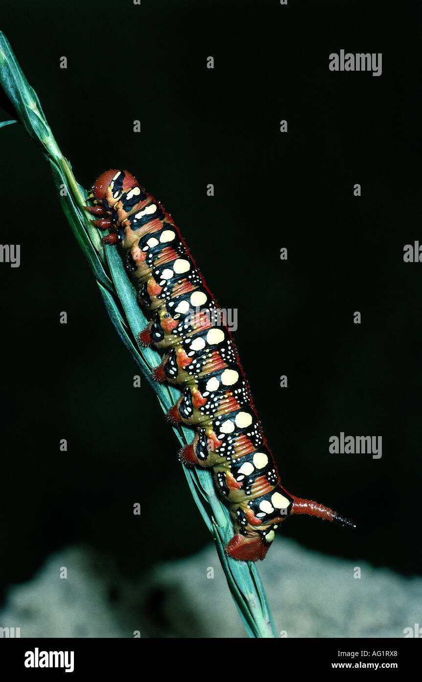 Zoologie / Tiere, Insekt, Sphingidae, Wolfsmilch Hawkmoth (stark Euphorbiae), Caterpillar, Vertrieb: Central Europe, südlichen E Stockfoto