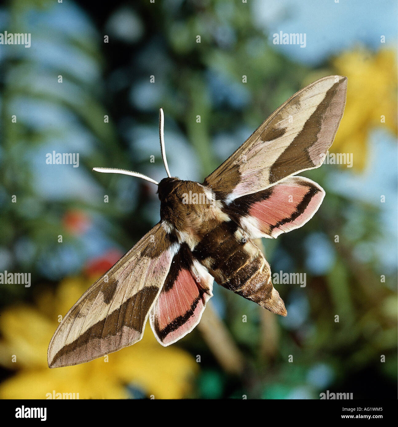 Zoologie / Tiere, Insekt, Sphingidae, Wolfsmilch Hawkmoth (stark Euphorbiae), fliegen, Verbreitung: Mitteleuropa, Südeuropa Stockfoto