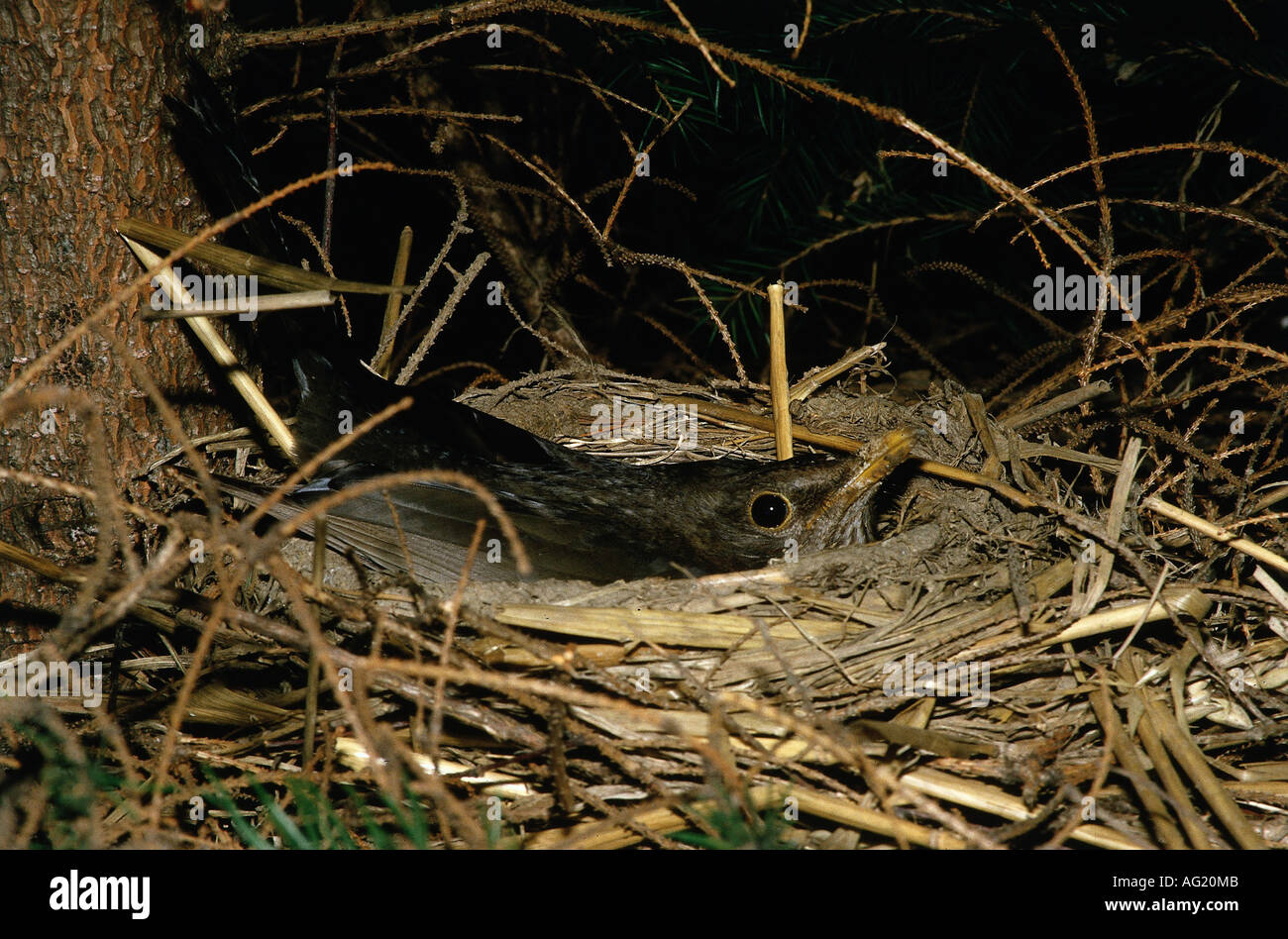 Zoologie / Tiere, Vogelgrippe / Vogel, Turdidae, Amsel (Turdus Merula), weibliche im Nest, Grübeln, Vertrieb: Nordwest-Afrika, Stockfoto