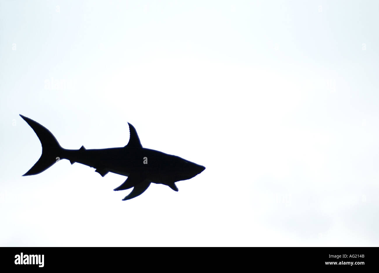 gegen schwarze Kette Tod Angst essen beeindruckende Kill leichte Bedrohung  Raubtier Schatten Hai Symbol Bedrohung weiß Stockfotografie - Alamy